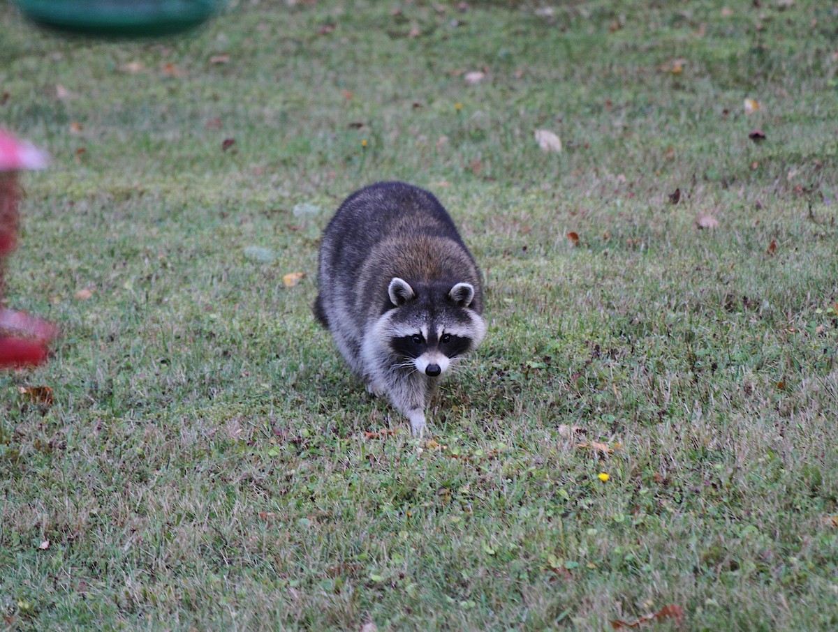 Animals - ML645781668