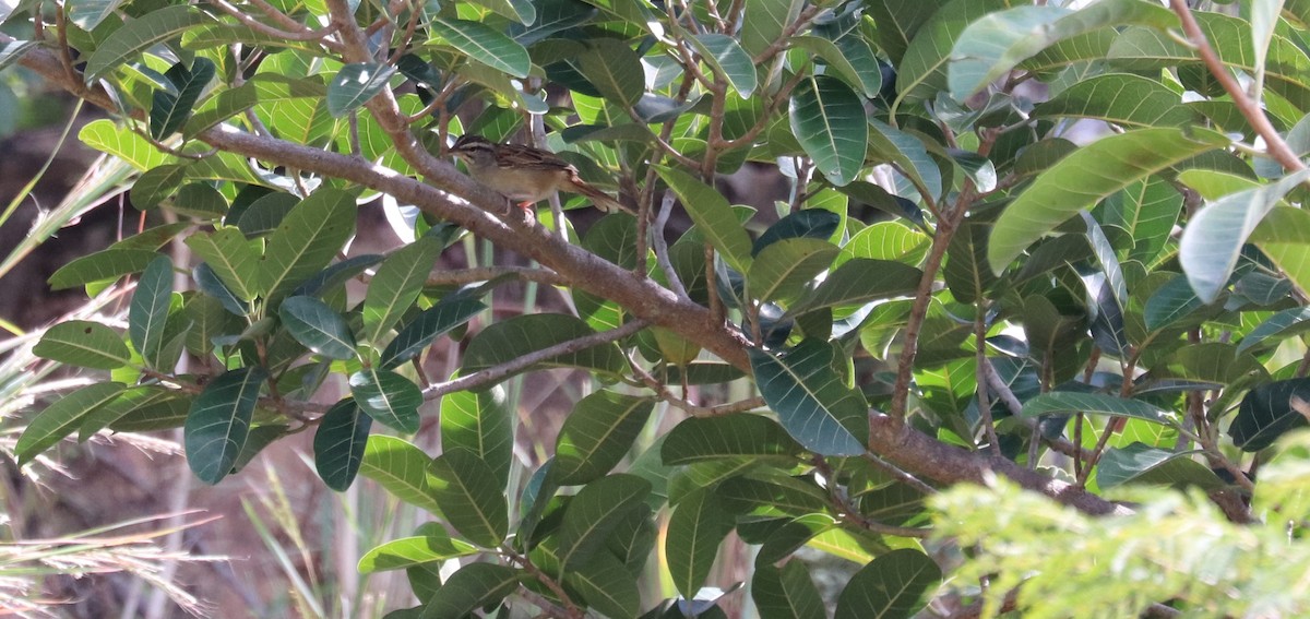 Zimtschwanzammer - ML645781669