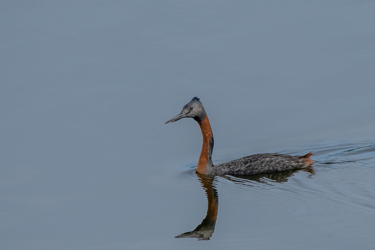 Great Grebe - ML645781676