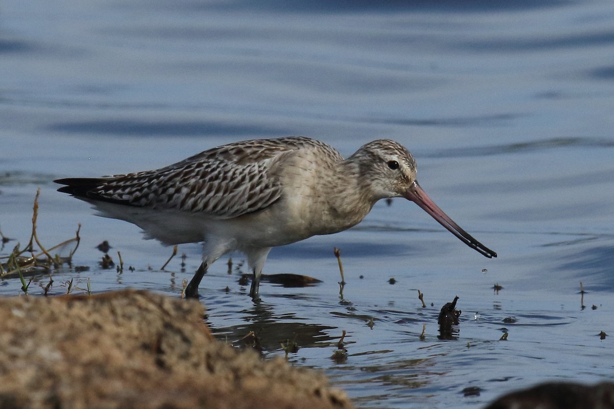 Bar-tailed Godwit - ML645781677