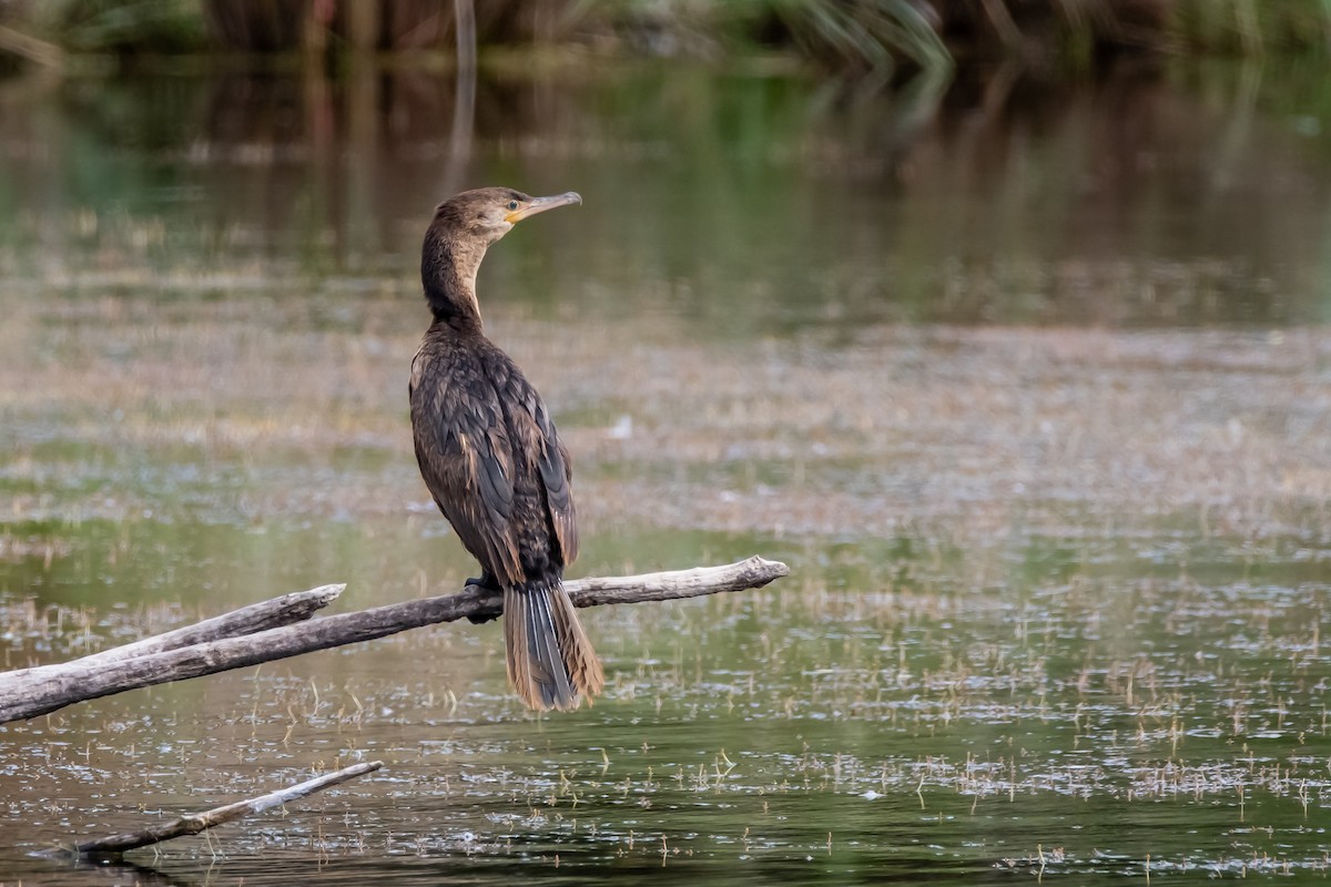 Neotropic Cormorant - ML645781679