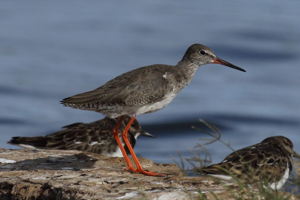 Common Redshank - ML645781685