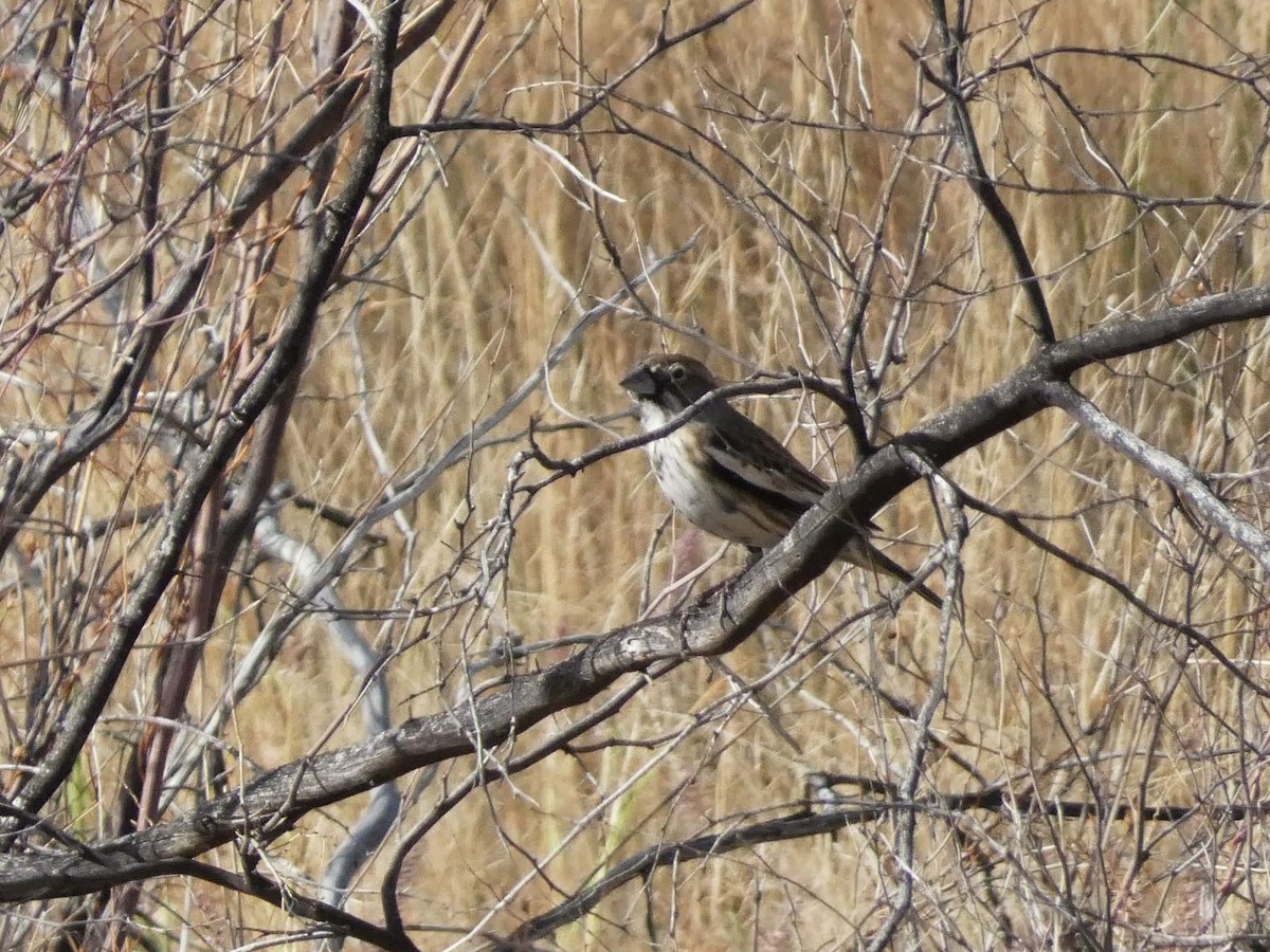 Lark Bunting - ML645781705