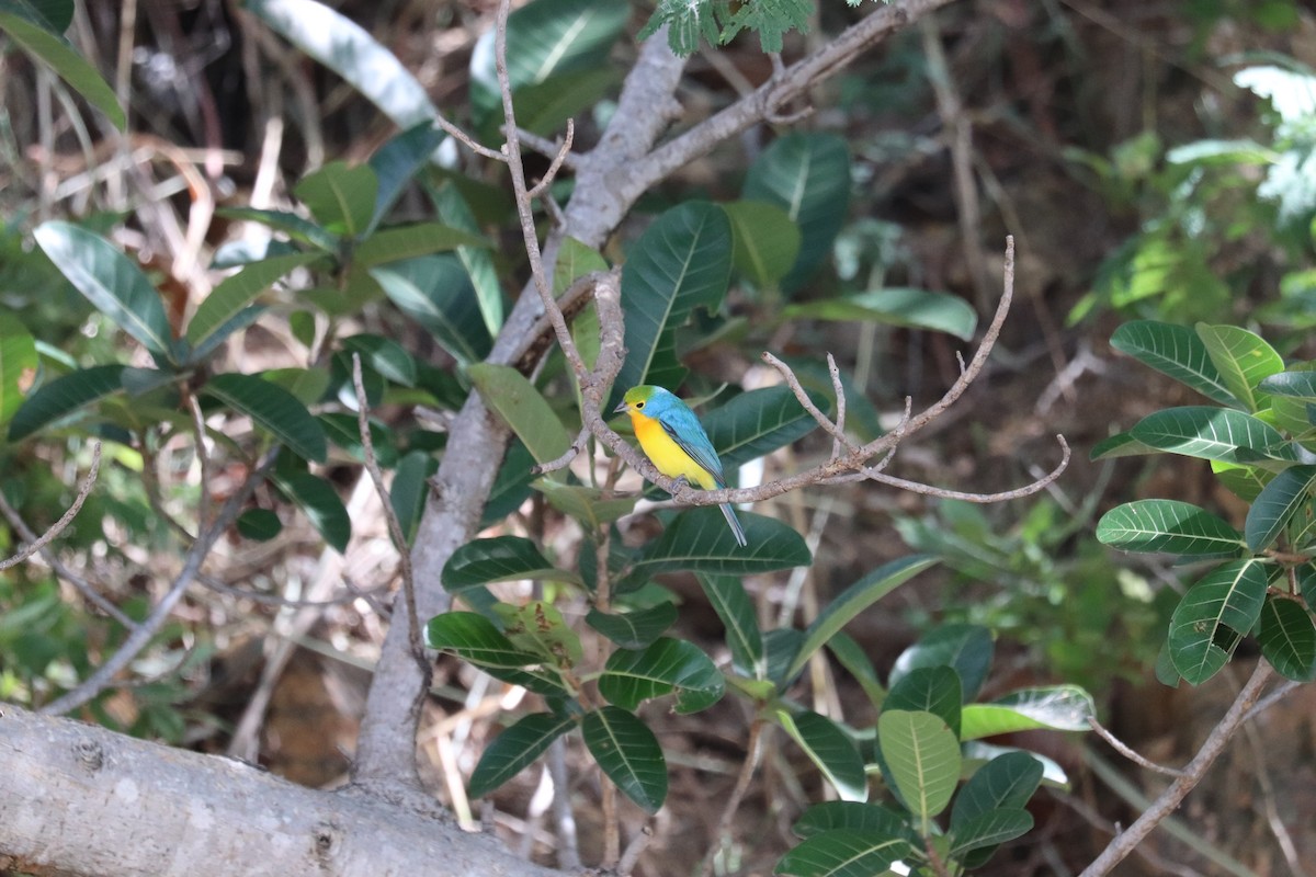 Orangeblaufink - ML645781709