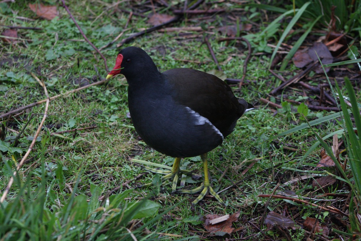 sivhøne - ML645781713