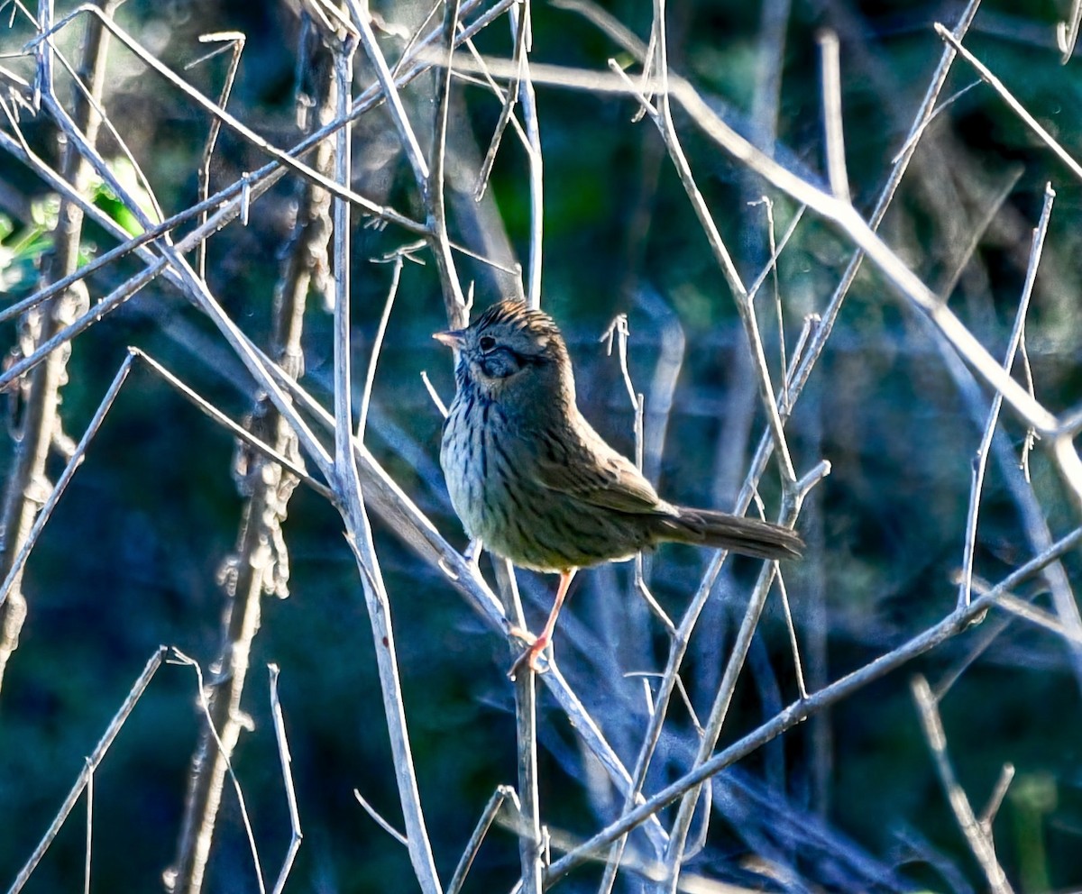 gråbrynspurv - ML645781714