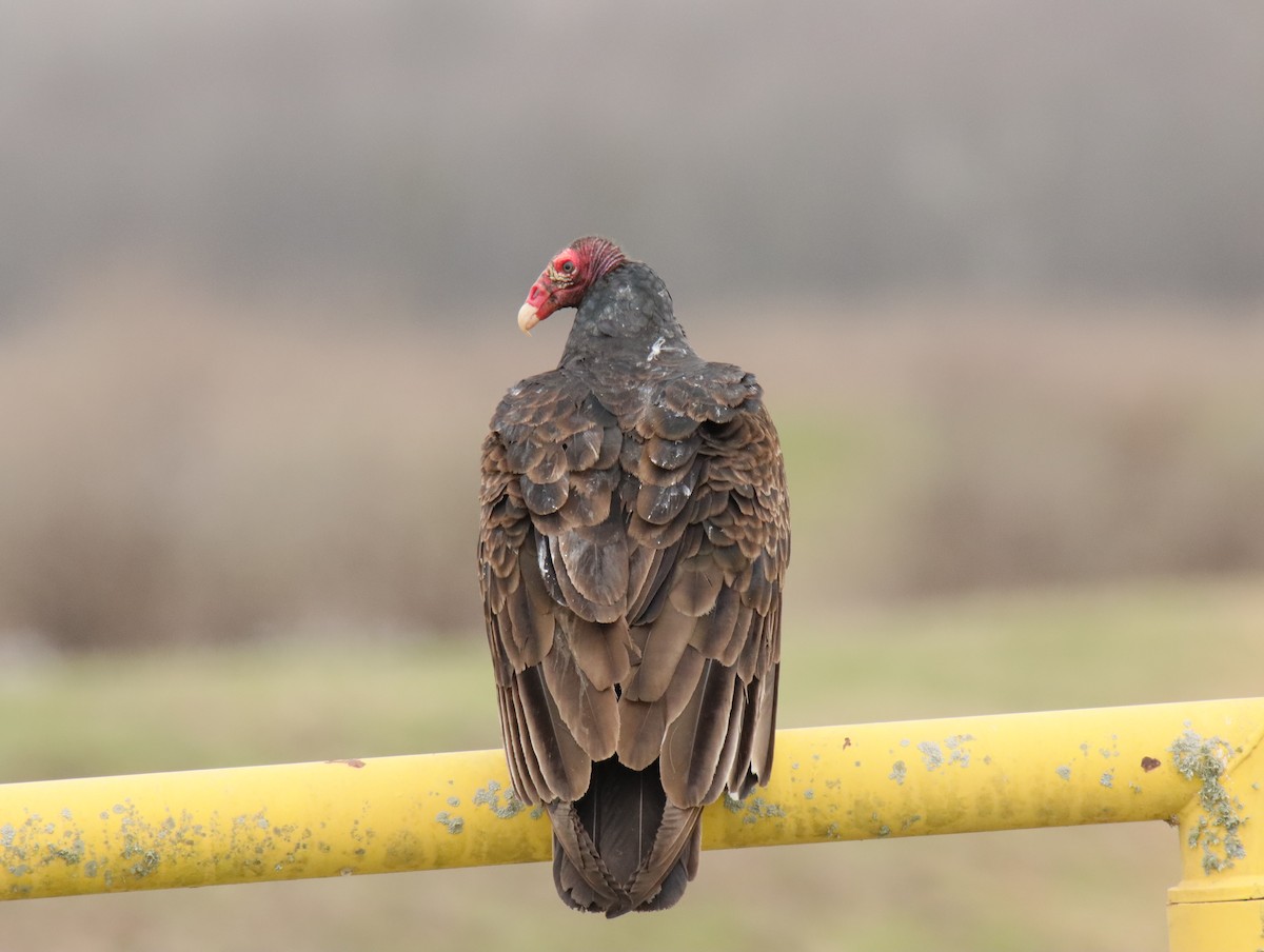 kalkunkondor - ML645781715