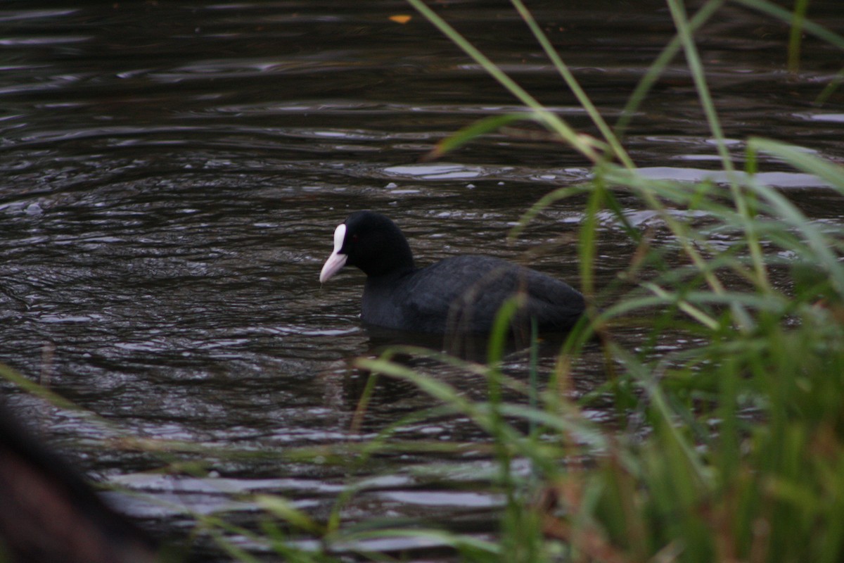 sothøne - ML645781716