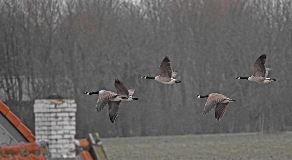 hvitkinngås - ML645781718