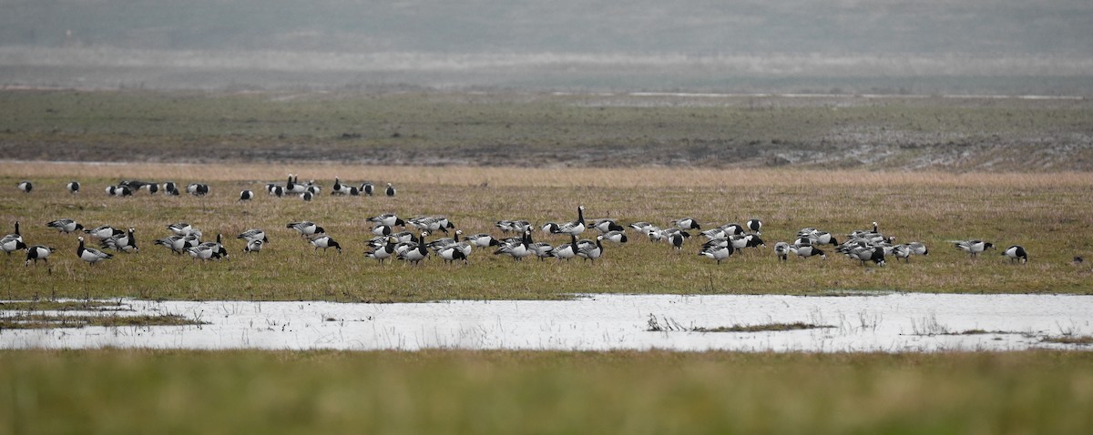 hvitkinngås - ML645781719