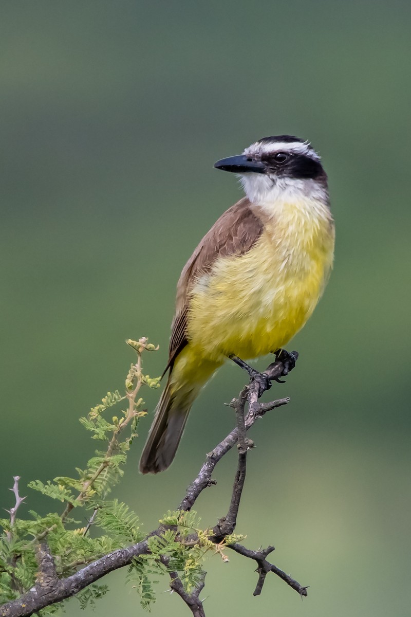 storkiskadi - ML645781720