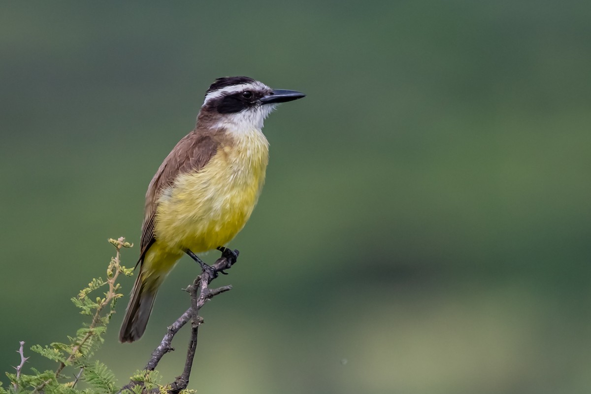 storkiskadi - ML645781721