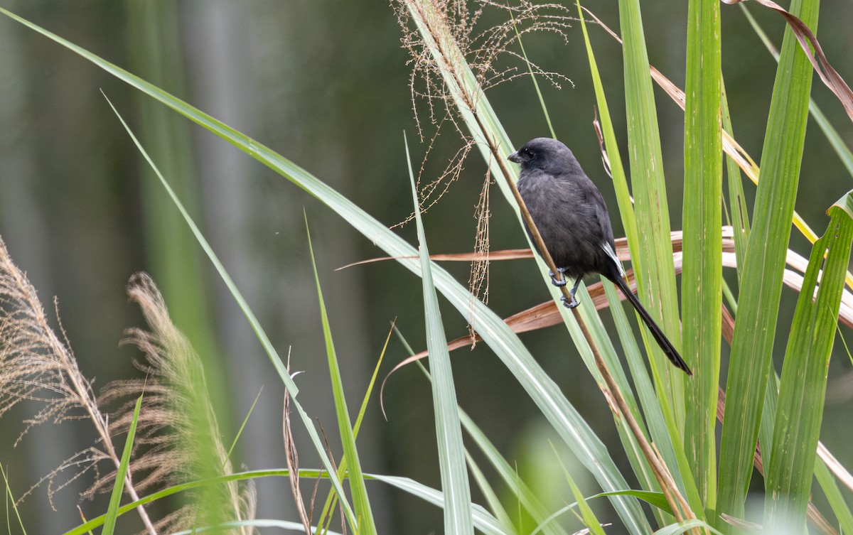 rustvarsler (schach) - ML645781722