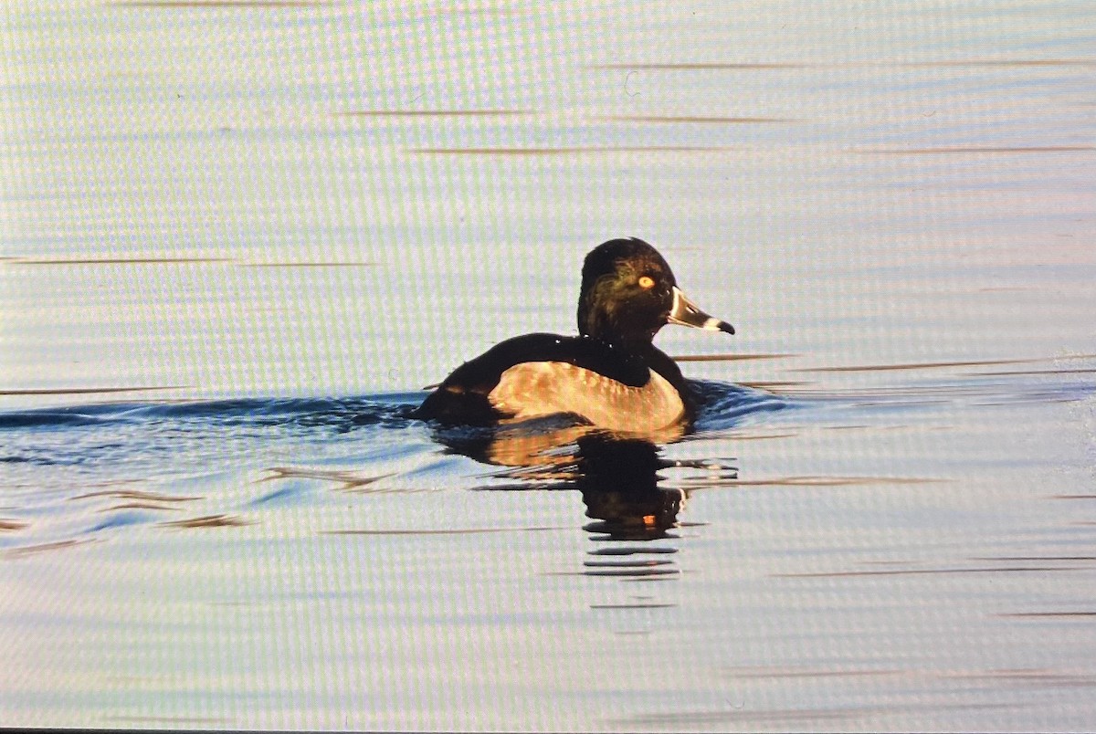 ringand - ML645781723