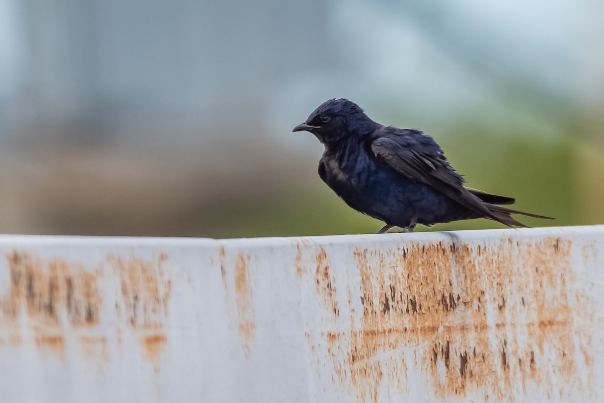 argentinasvale - ML645781724