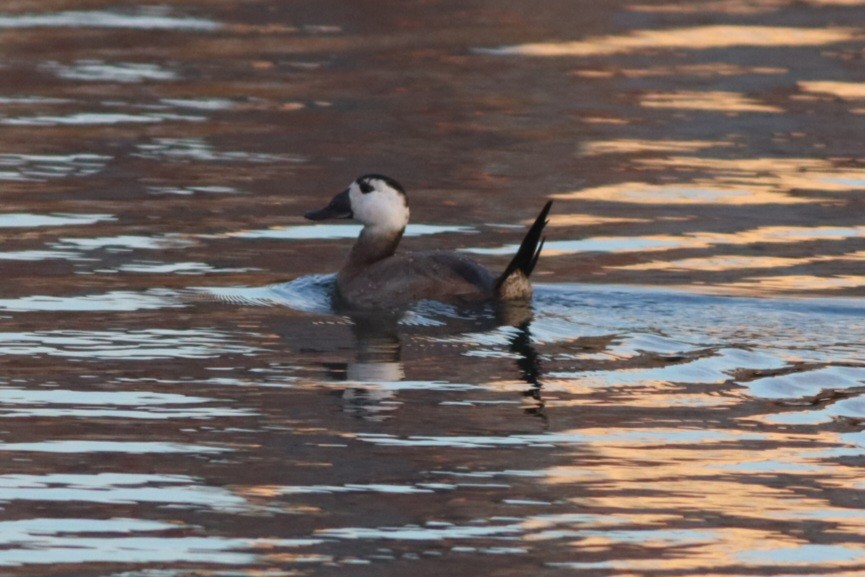 hvithodeand - ML645781726