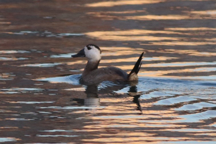 hvithodeand - ML645781727