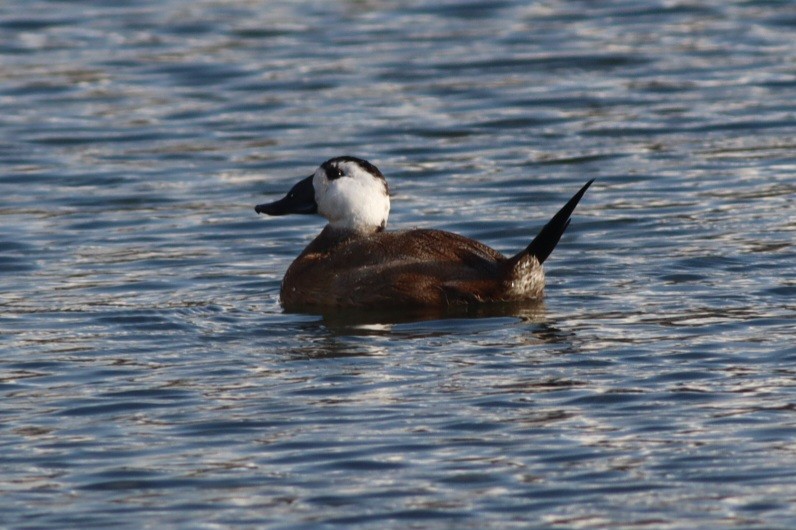 hvithodeand - ML645781728