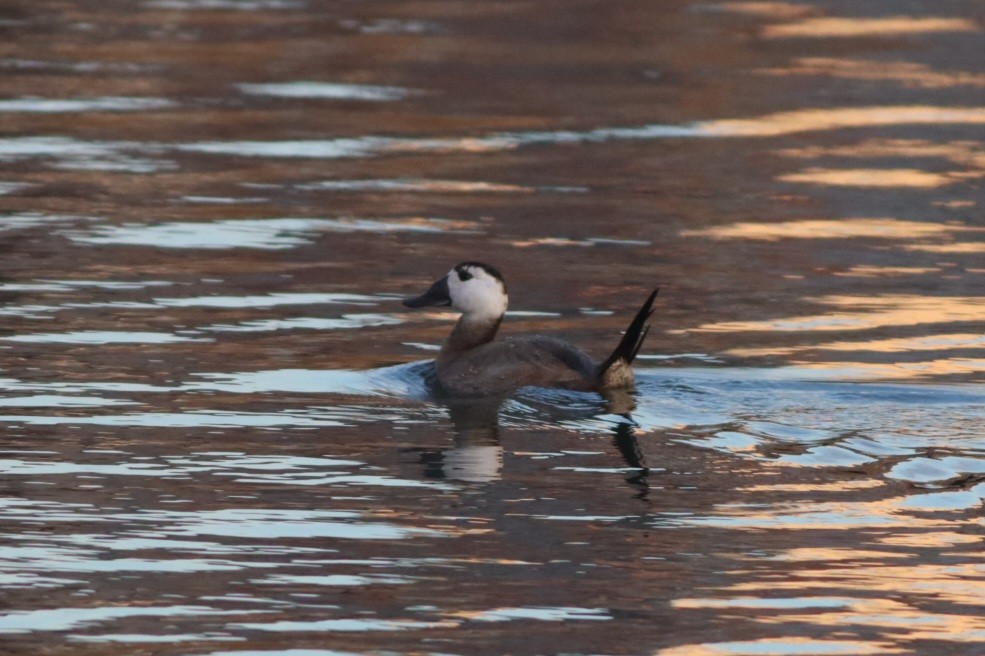 hvithodeand - ML645781729