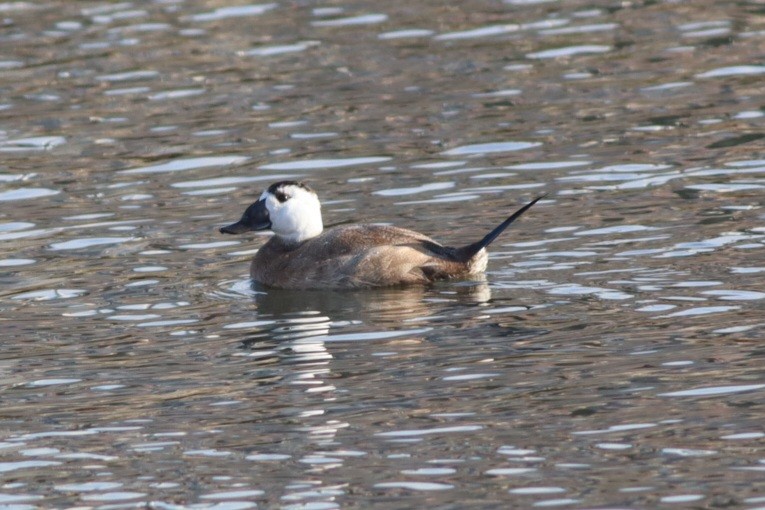 hvithodeand - ML645781730