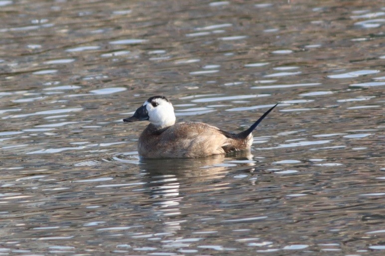 hvithodeand - ML645781731