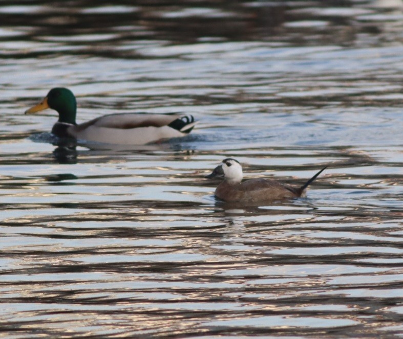 hvithodeand - ML645781732