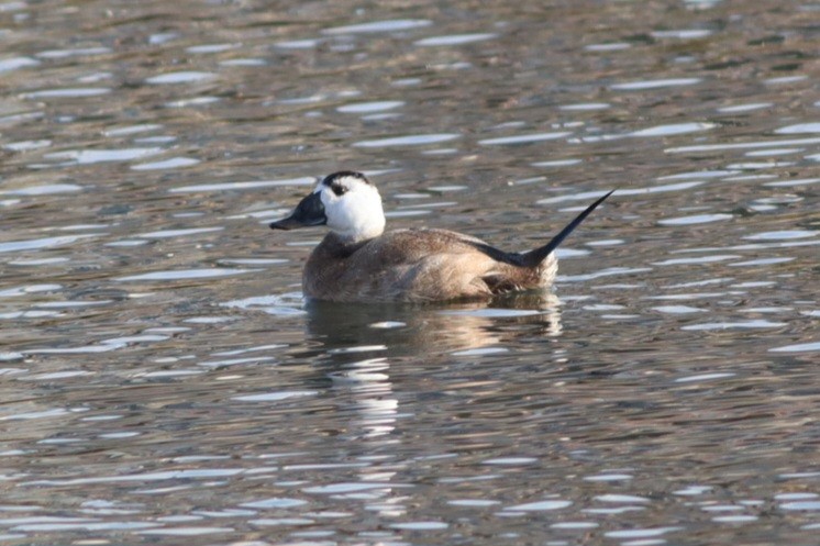 hvithodeand - ML645781733