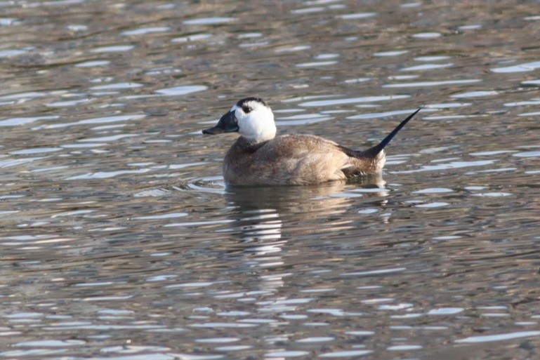 hvithodeand - ML645781734