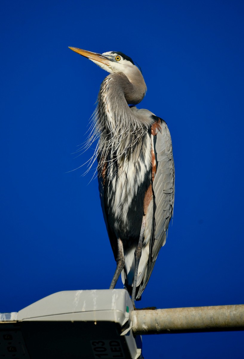 herodiashegre (herodias gr.) - ML645781735