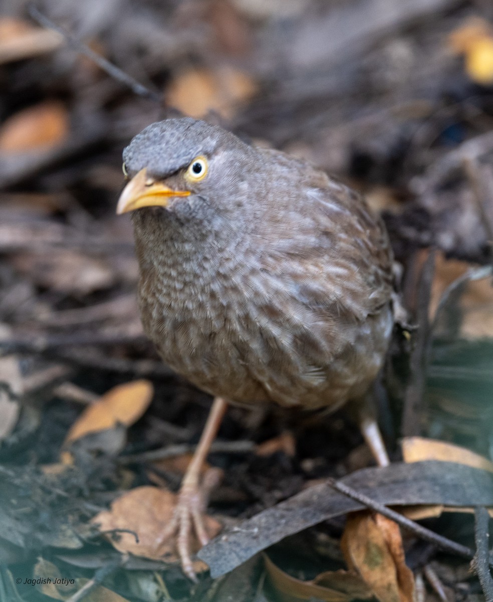 landsbyskriketrost - ML645781736