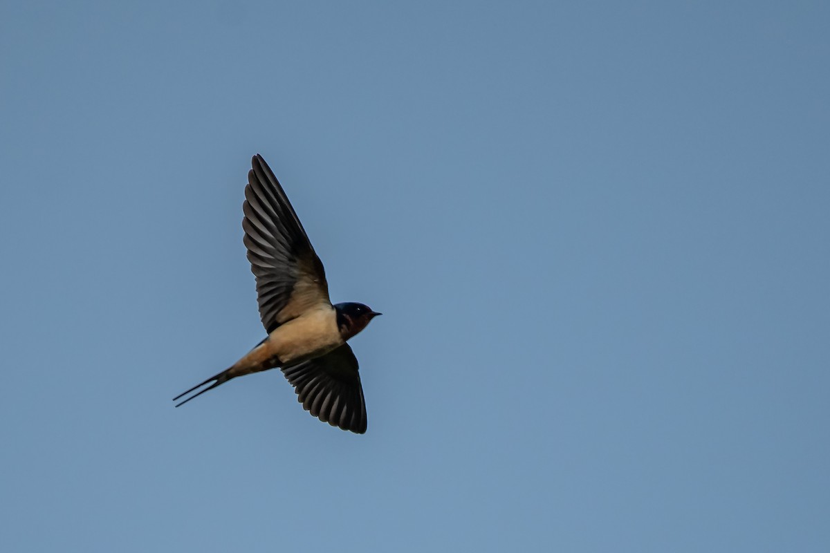 låvesvale - ML645781737