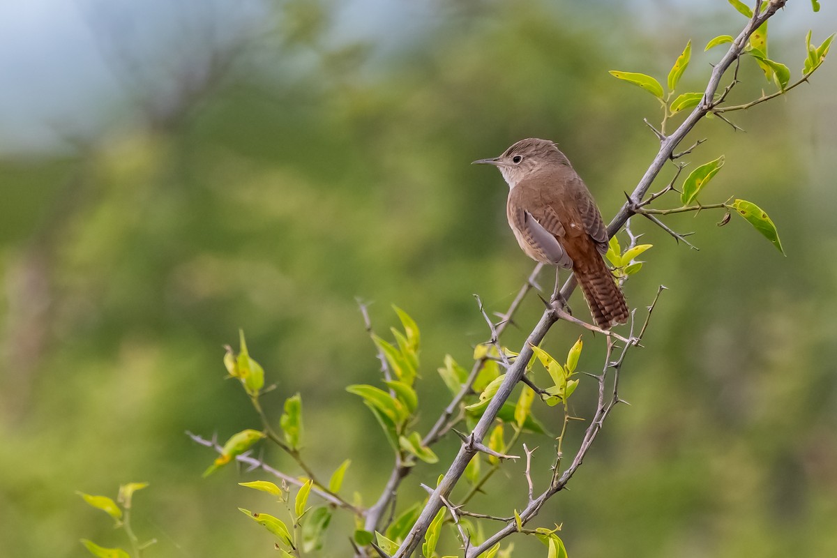 musesmett - ML645781740