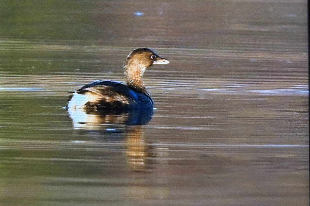 ringnebbdykker - ML645781741