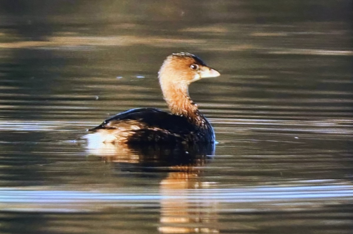 ringnebbdykker - ML645781742