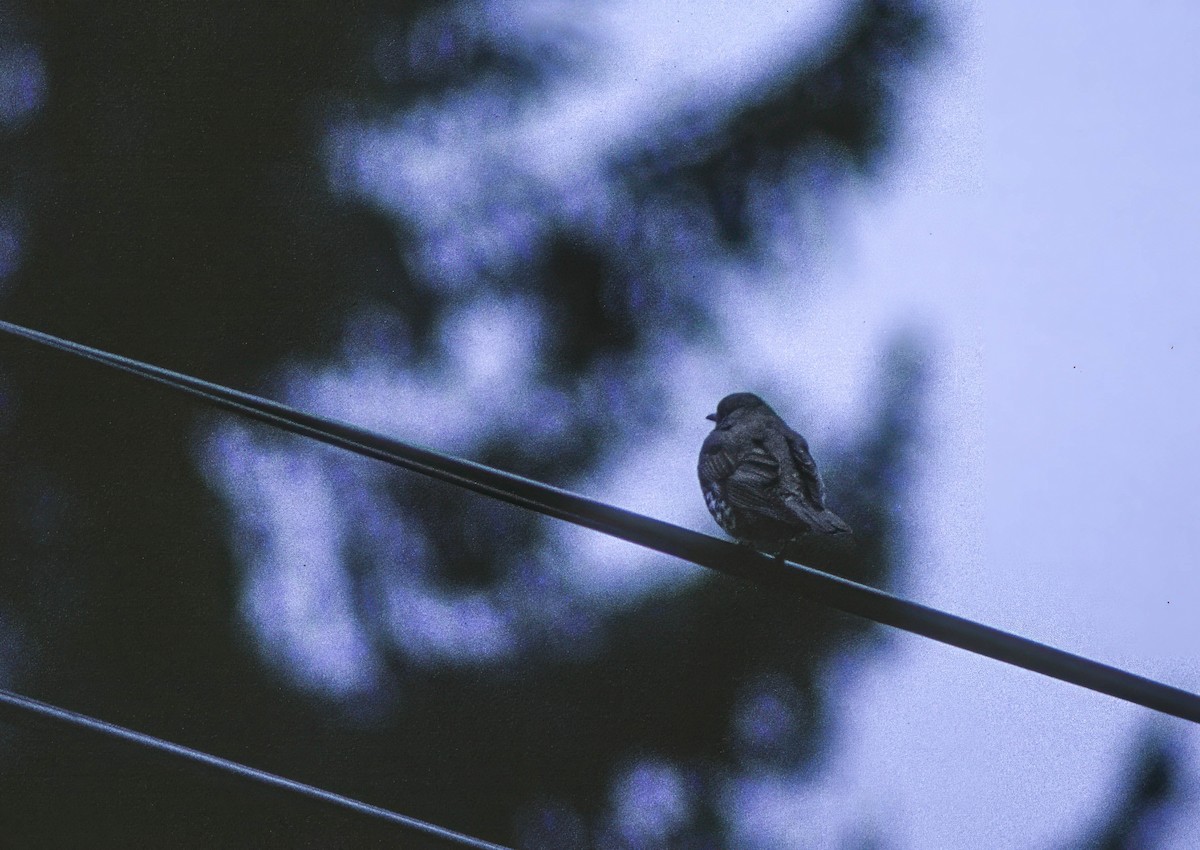 槲鶇 - ML645781743