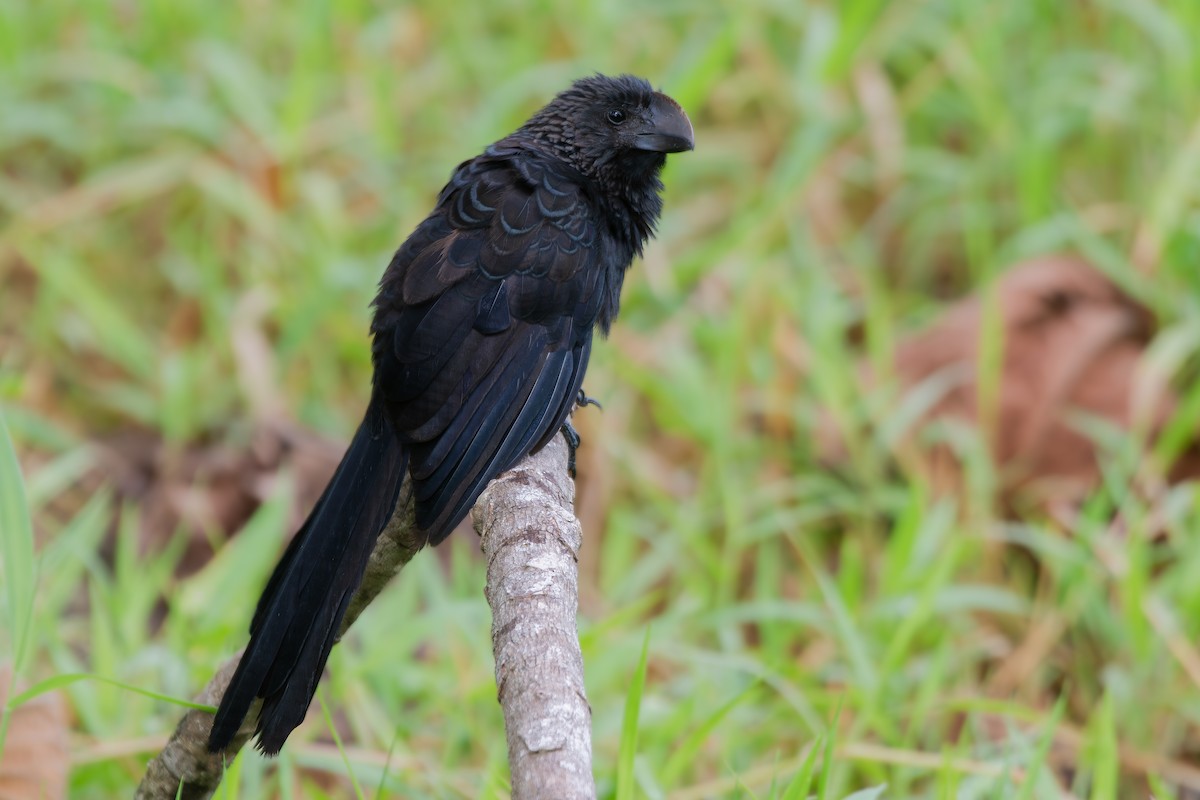 Ані товстодзьобий - ML645781749