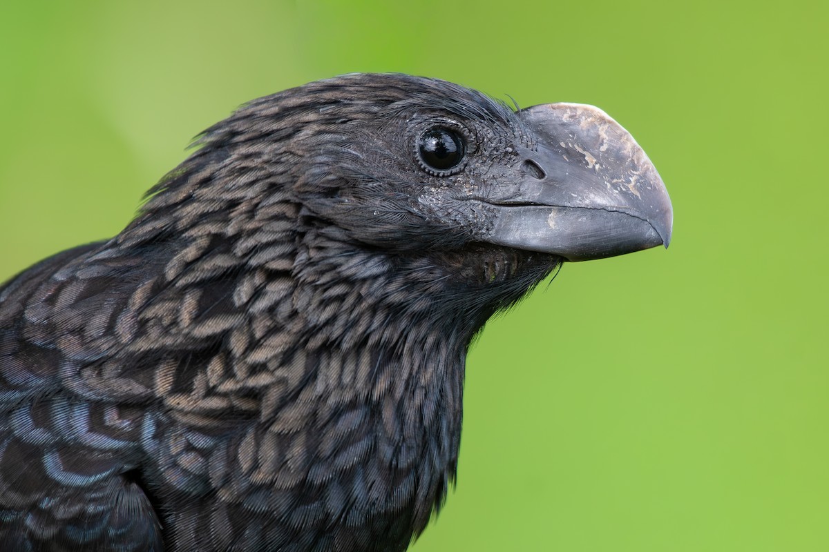 Ані товстодзьобий - ML645781750