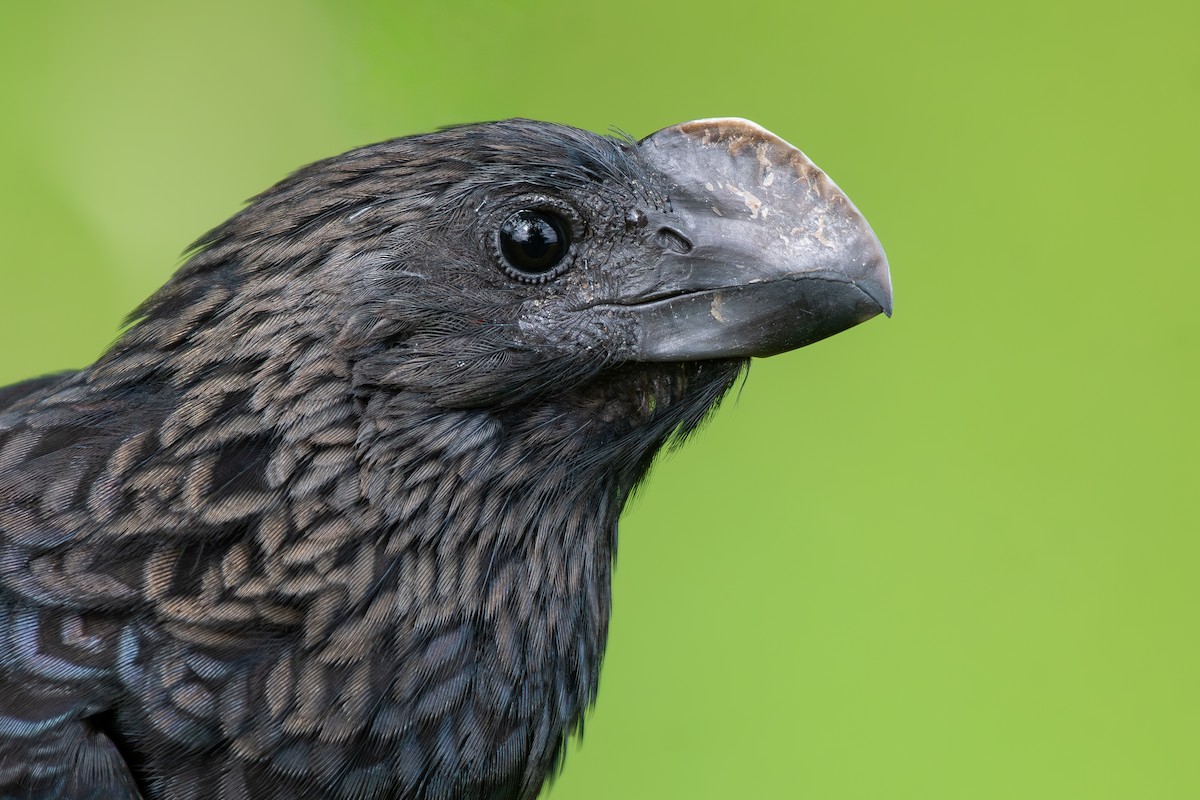 Ані товстодзьобий - ML645781753