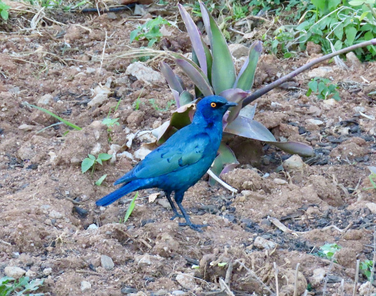 grønnglansstær - ML645781754