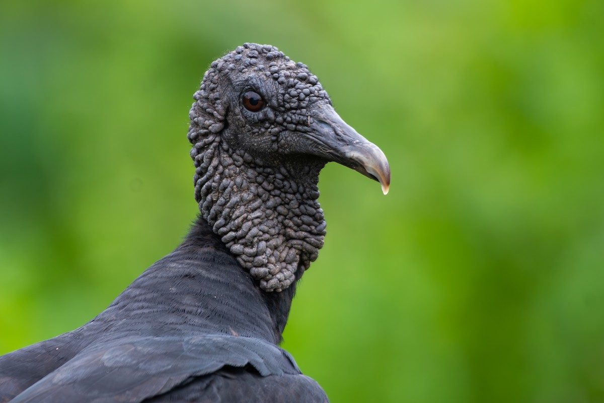 glattnebbani - ML645781755