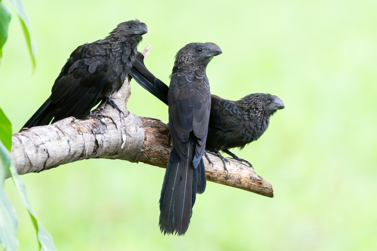 Ані товстодзьобий - ML645781757