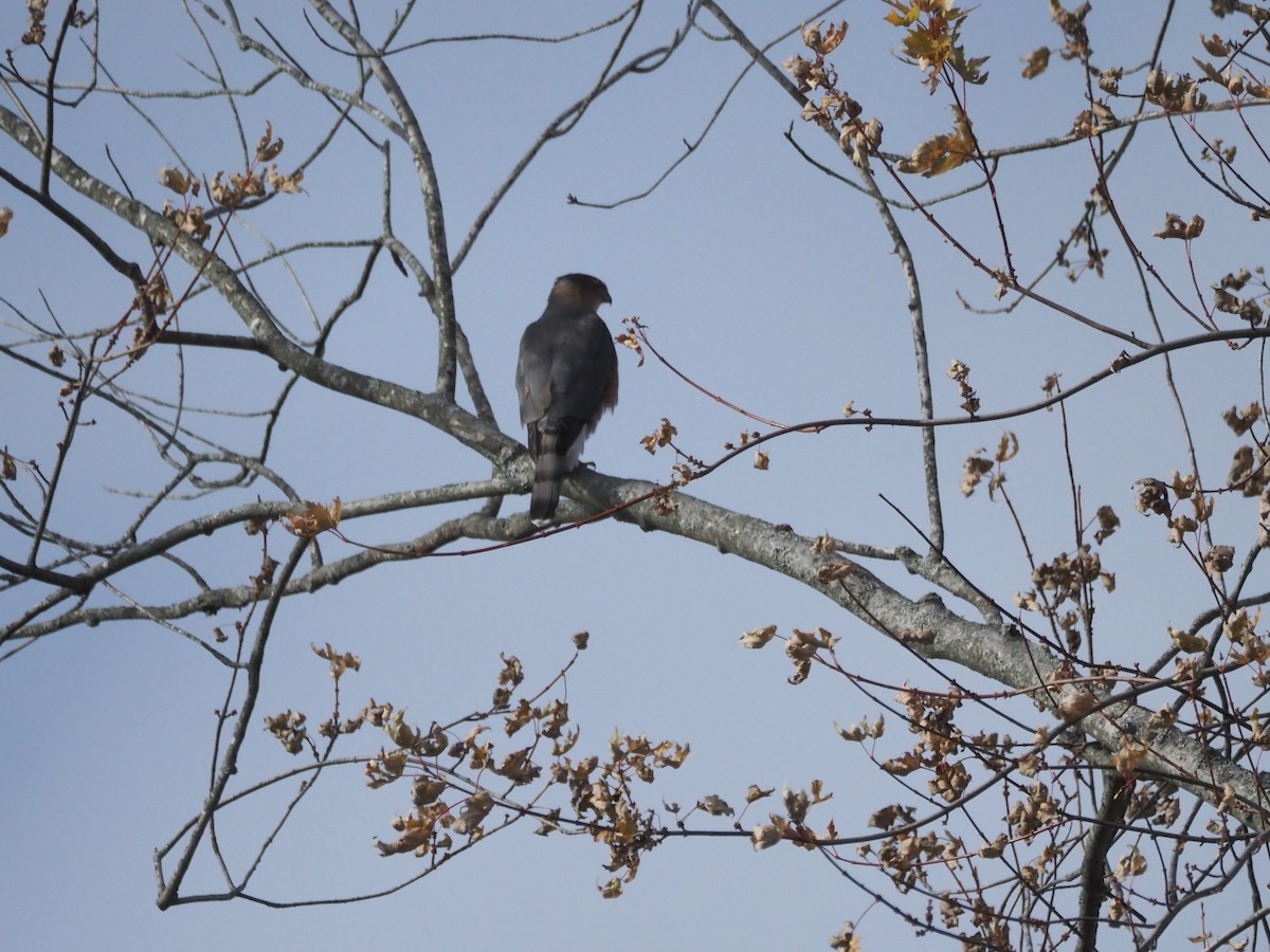 trostehauk - ML645781758