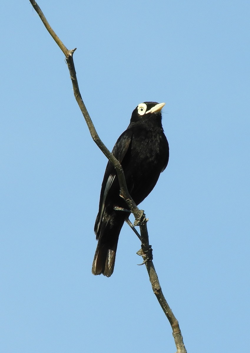 Spectacled Tyrant - ML645781773