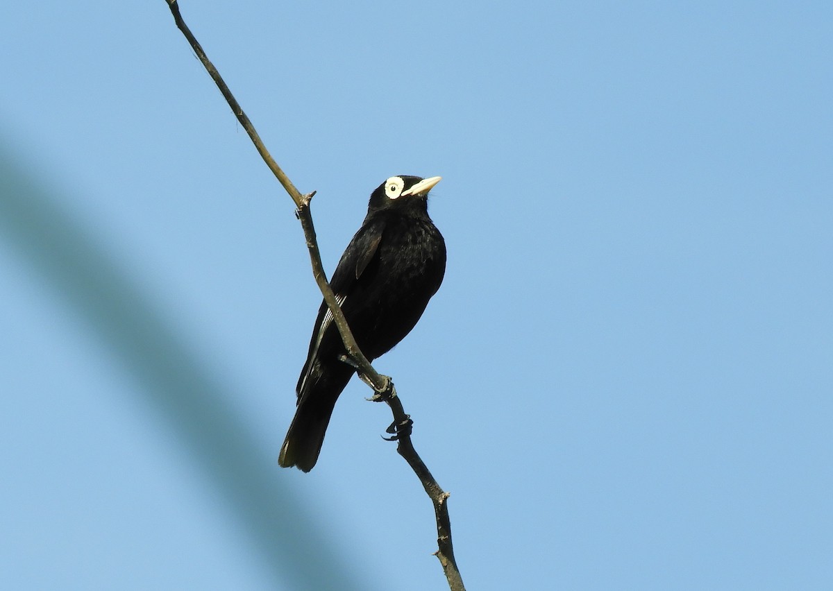 Spectacled Tyrant - ML645781774