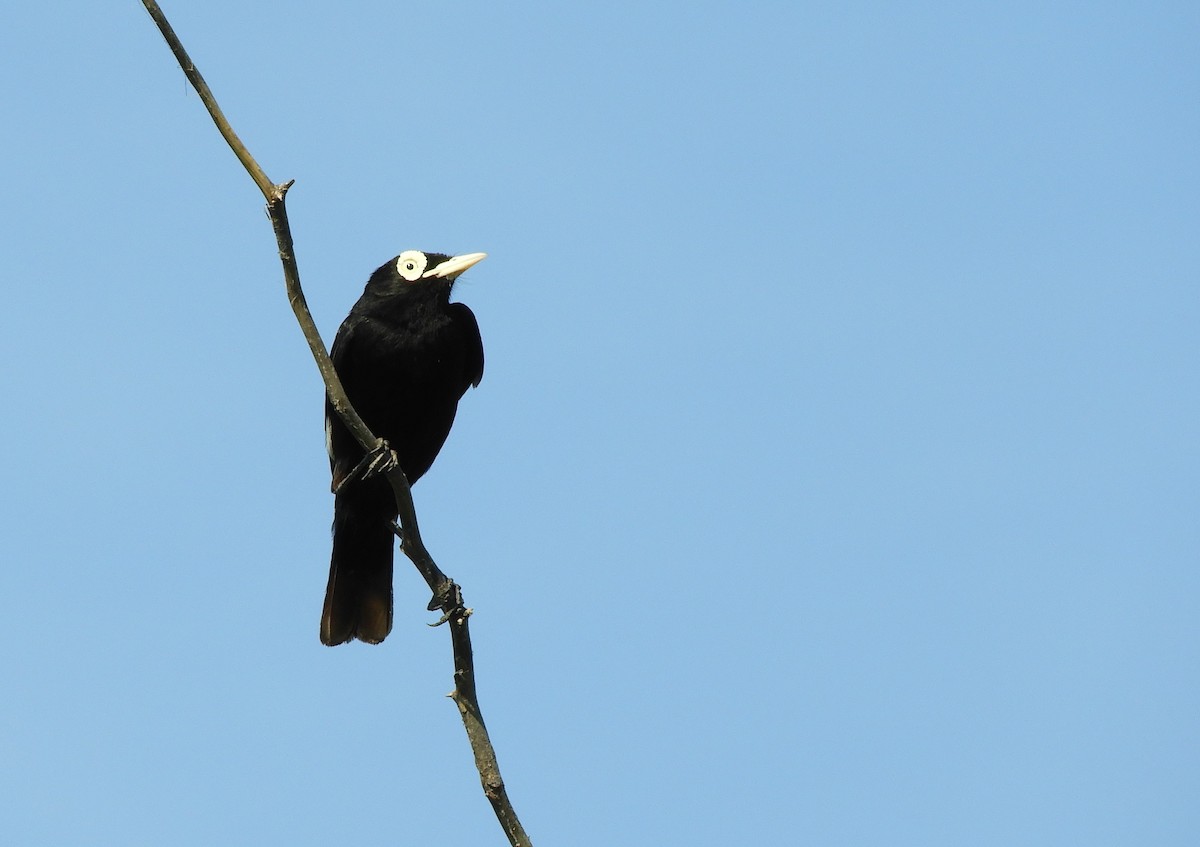 Spectacled Tyrant - ML645781775