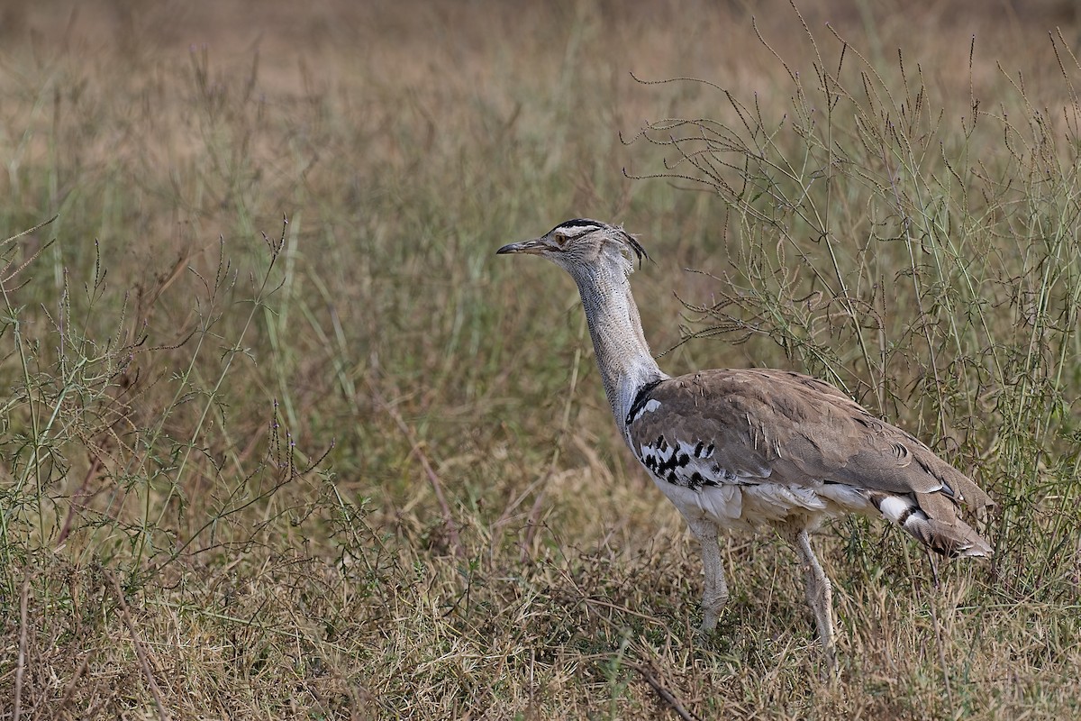 Kori Toyu - ML645781776