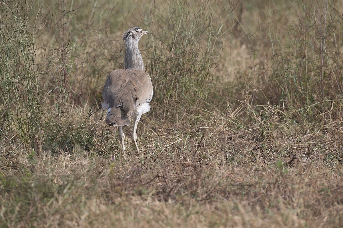 Kori Toyu - ML645781777