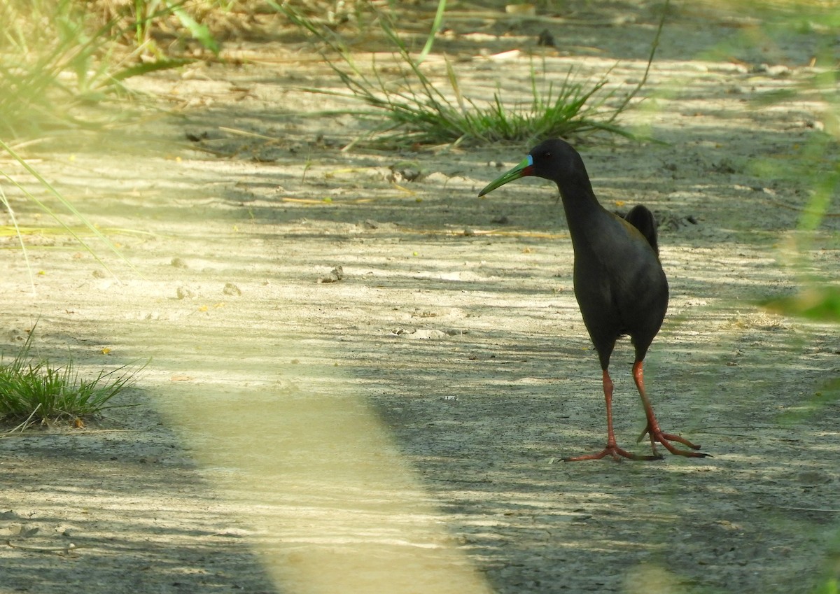 Plumbeous Rail - ML645781782