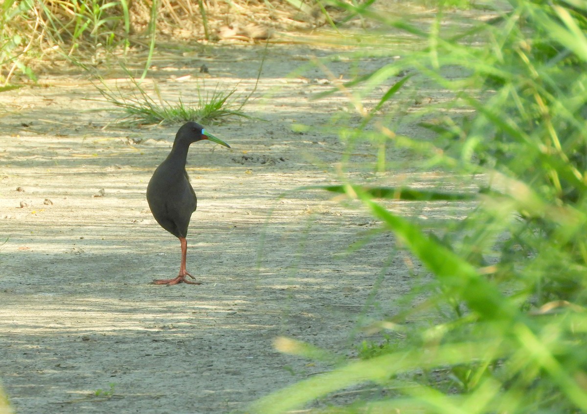 Plumbeous Rail - ML645781783