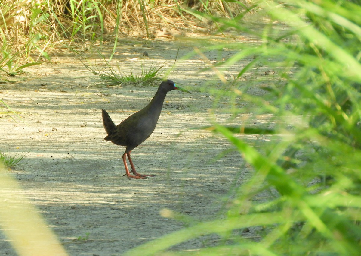 Plumbeous Rail - ML645781784